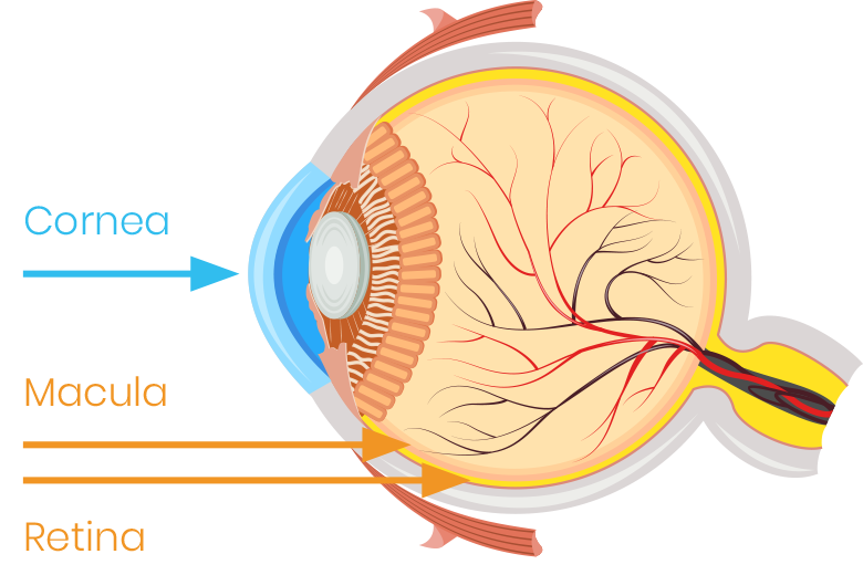 Drug delivery through the eye