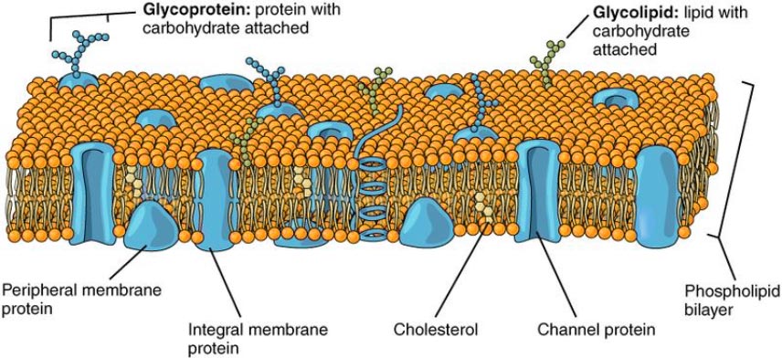 Phospholipid membrane