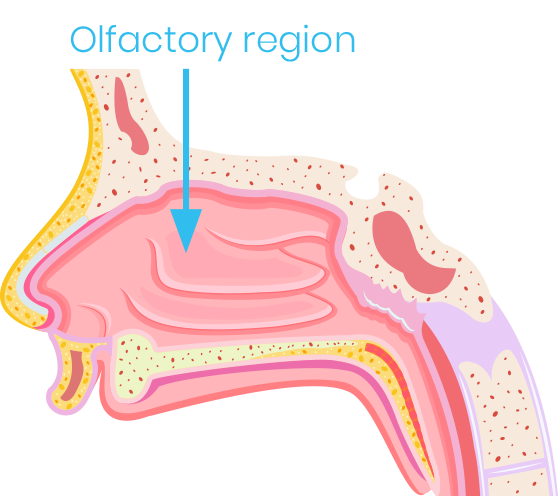 Nasal delivery