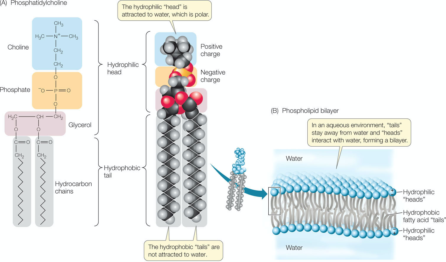 Phospholipid molecule