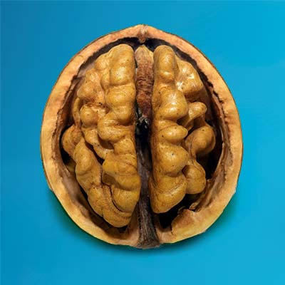 The difference between lecithin and phospholipids